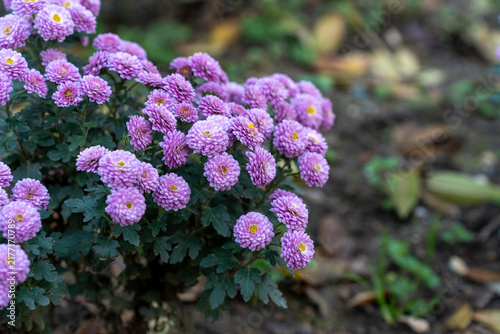 Beautiful lilac chrysanthemum flowers on green background.