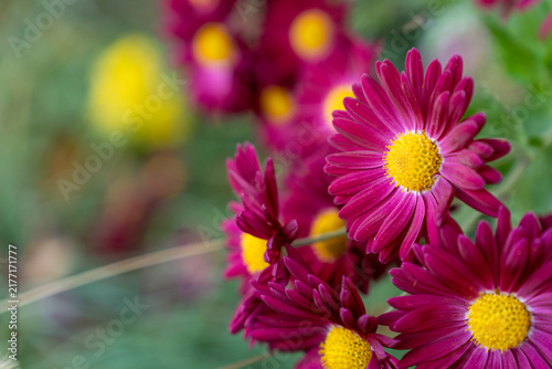 Beautiful pink chrysanthemum flowers on green background.