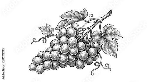 Vintage grape bunch line art illustration, hand drawn botanical fruit sketch on white.