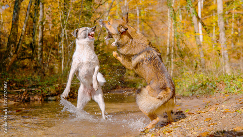 Fotografie Two wet mixed breed dogs rear up and spar playfully in shallow woodland creek, splashing water in bright autumn sunshine