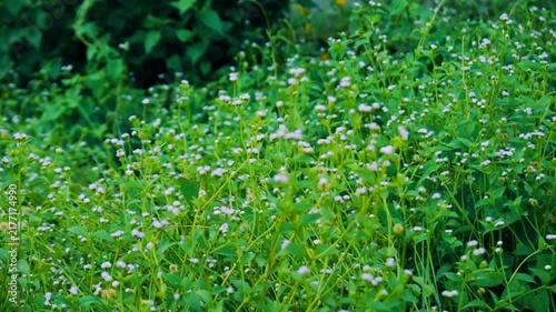 Tiny White Wildflowers Blooming in Lush Green Field
