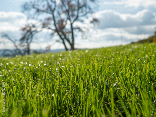 LOW ANGLE VIEW, CLOSE UP, DOF: Fresh lush green grass on a sunny autumn hillside. Bare tree and soft clouds blur into the background, while trimmed blades in the foreground stayed crisp and detailed.