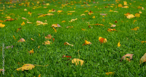 CLOSE UP, DOF: Colorful yellow, orange, and brown autumn leaves are scattered across lush green grass after rain. In October, the country garden is covered with a seasonal carpet of fallen foliage.