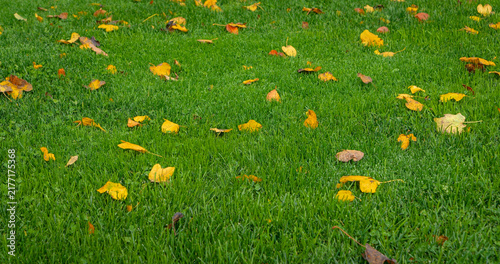 CLOSE UP, DOF: Vibrant yellow and orange fallen leaves rest among fresh green grass and clover after autumn rainfall. Colourful seasonal background in a landscaped country garden on rainy October day.