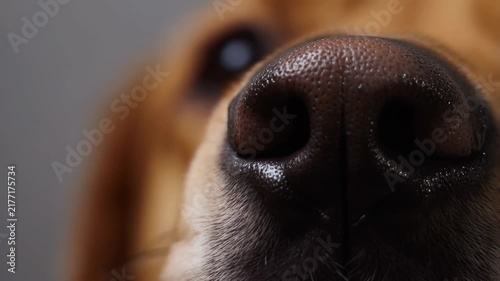 Dog nose remains in extreme close-up with subtle movement against a softly blurred background