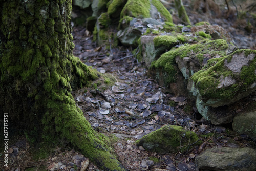 Moss Covered Tree Trunk and Old Stone Wall in Dense Forest