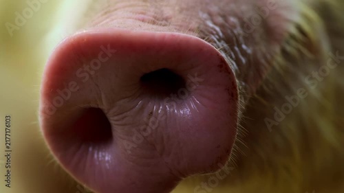 Pig snout gently moves in extreme close-up against a softly lit outdoor background