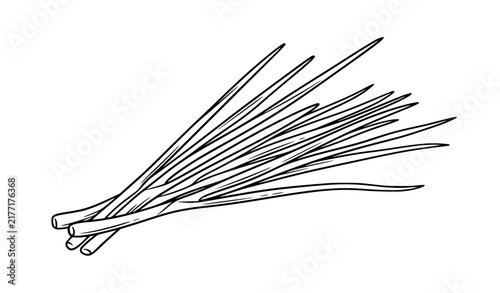 Cuadro en lienzo Loose green onion and chive stalk cluster black white botanical vector illustrat