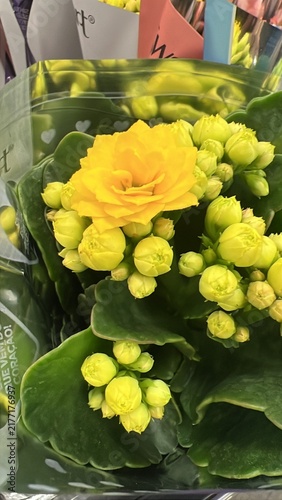 Yellow Double Kalanchoe Flower with Buds and Green Succulent Leaves