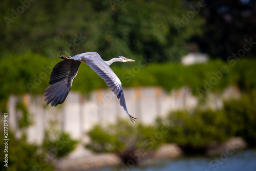 Bild auf Leinwand Grey Heron Flying Above a Wetland in Taiwan