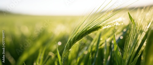 A vibrant green barley ear glows in the warm morning sunlight. This tranquil agricultural scene highlights the beauty of spring growth for nature concepts.