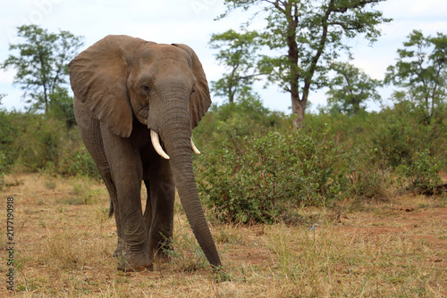 Afrikanischer Elefant / African elephant / Loxodonta africana