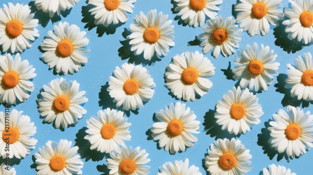 Fototapeta premium Fresh spring daisies creating a botanical pattern background. Ideal for advertising layouts, packaging, social media visuals and eco lifestyle concepts 