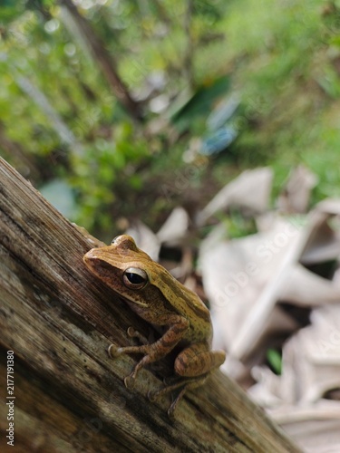 Canvastavla Smaal Tree Frog on Wooden Branch / High-Quality Nature Photo