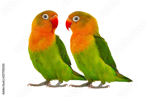 Fotografía Two fischer lovebirds full body standing isolated on white background
