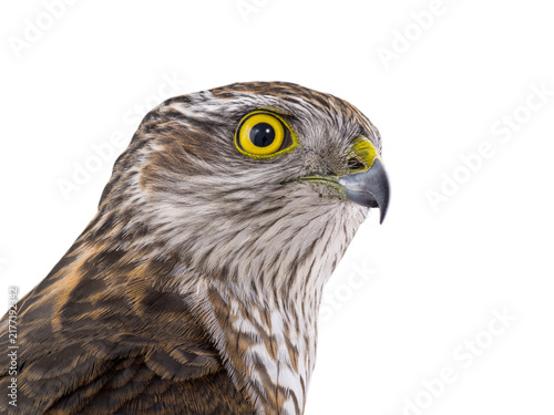 Eurasian sparrowhawk close up portrait isolated on white background