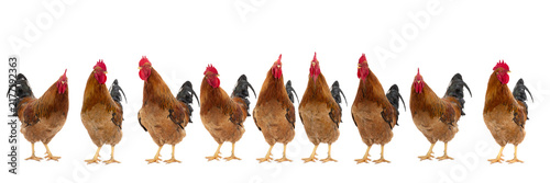 Row of roosters in different poses isolated on white background