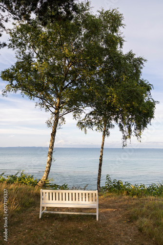 White wooden bench overlooking the sea between Silver Birch trees, Zealand, Denmark, Europe