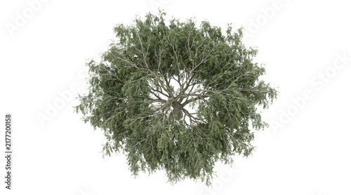 Tree top view for landscape design isolated on transparent background