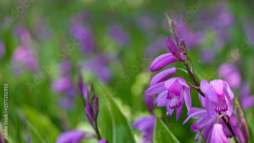 新緑の中で美しく咲き誇るシランの花