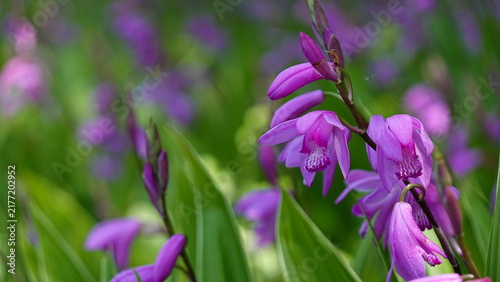 新緑の中で美しく咲き誇るシランの花
