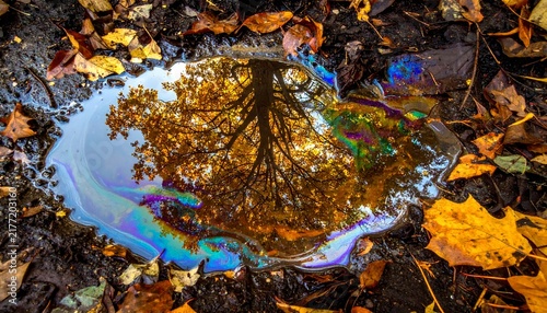 Autumn Reflection Puddle Muddy Ground