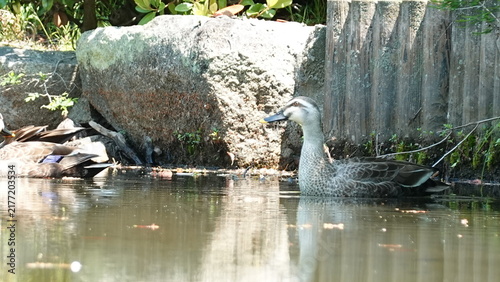 Fotografie 自然豊かな日本庭園の池で過ごすカモ