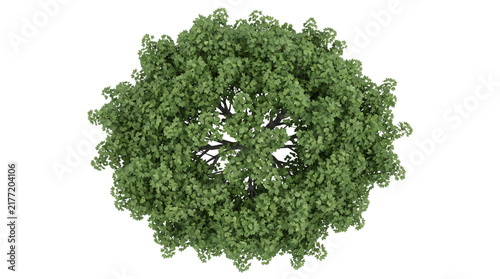 Green tree crown top view isolated on transparent background