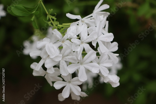 Cuadro en lienzo White-flowered variety of Plumbago auriculata