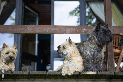 Konstfotografi Drei Cairn Terrier zusammen auf dem Balkon