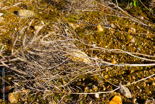 Bild auf Leinwand Dry stems of withered Sisymbrium wild plant lying on textured ground with mossy