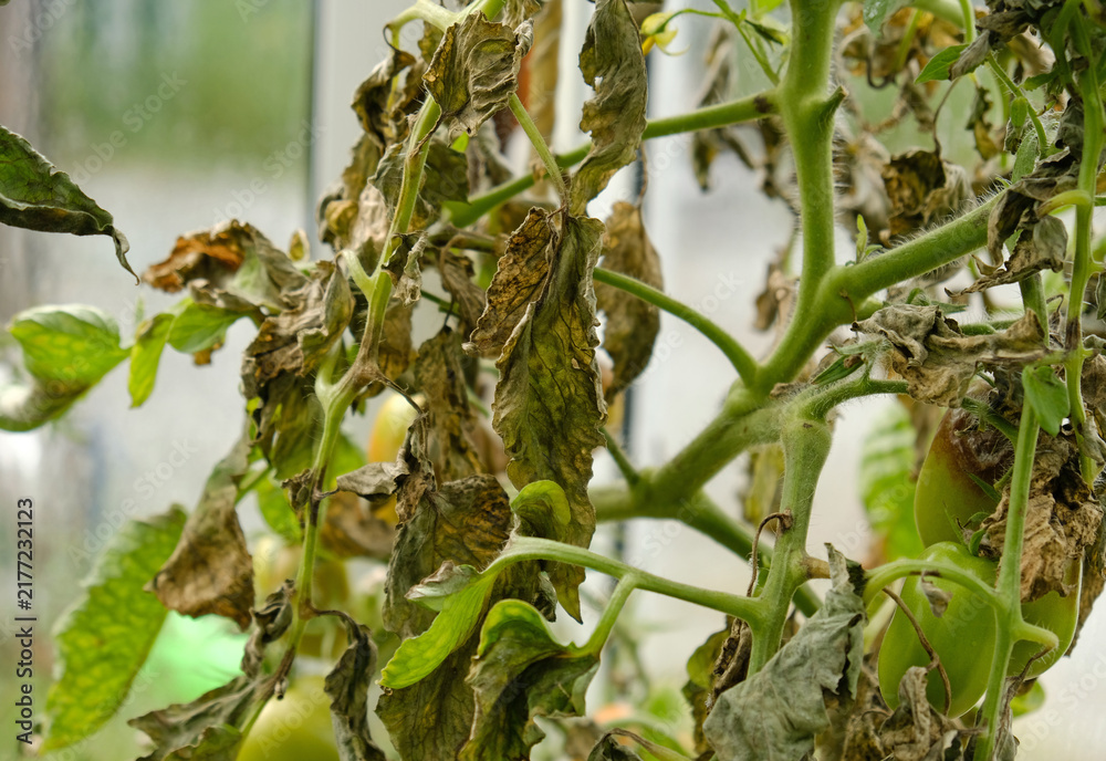 Obraz premium Tomato plants affected by late blight - Phytophthora infestans, showing brown lesions, wilted leaves, and ripening fruit for agriculture content.
