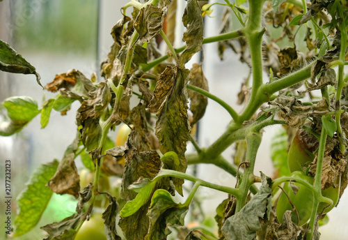 Fotografie Tomato plants affected by late blight - Phytophthora infestans, showing brown lesions, wilted leaves, and ripening fruit for agriculture content