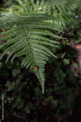 Konstfotografi Green fern frond with a stink bug resting on it