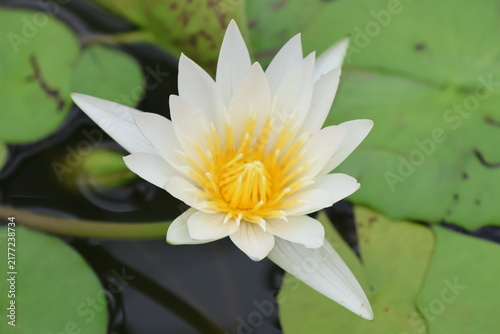 Foto white water lily flower in a pond