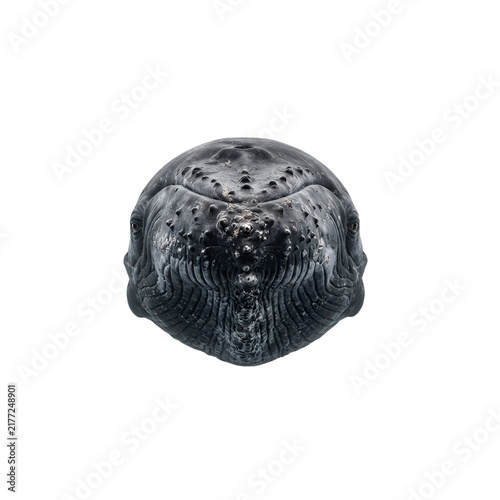 Fotografía Humpback whale head closeup isolated on transparent background