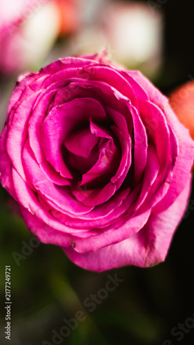 Fotografie Close-Up of a Vibrant Pink Rose Blooming on a Dark Background