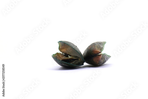 Obraz na plátne These bivalve mollusks are commonly harvested for food