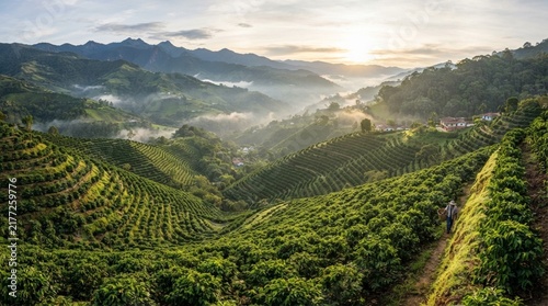 Breathtaking sunrise over lush green terraced coffee plantation valley