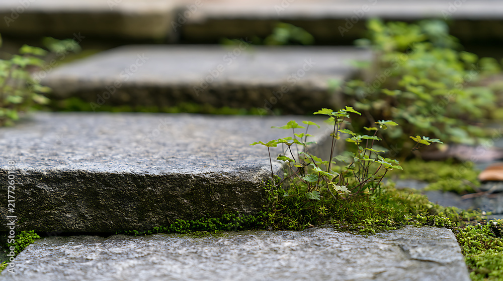 Obraz premium Stone pathway steps with lush green moss and small plants in a tranquil garden setting, featuring soft focus and natural daylighting