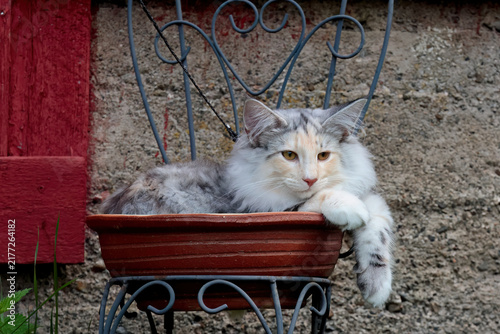A norwegian forest cat kitten in a flowerpot