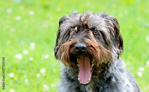 A big yawn of crossbred young dog