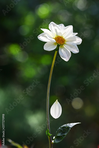 Quadro su tela White dahlia flower with a fallen petal hanging from a single spider web thread in strong backlighting