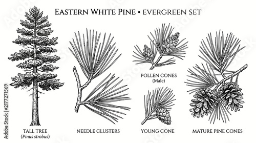 Foto Very beautiful black and white realistic vector set of Eastern White Pine (Pinus