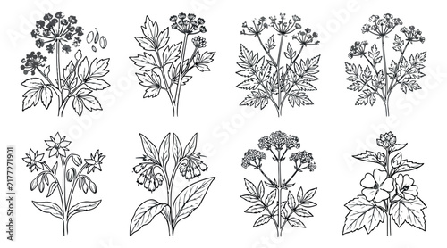 Vintage botanical herb sketches, 8 hand-drawn medicinal plant vectors, black and white floral line art collection for apothecary branding