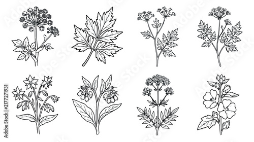 Vintage botanical line art collection, 8 hand drawn wildflower vector illustrations, medicinal herb sketches for organic branding