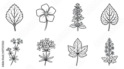 Botanical line art set of 8 floral icons. Minimalist herb and leaf vector illustrations. Black and white garden plant sketches.