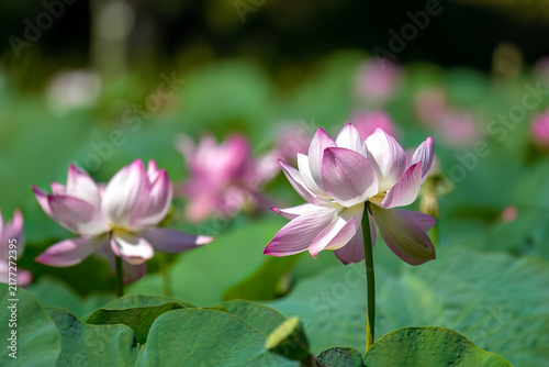 Plakat ハスの花。美しい薄紫のたくさんの蓮の花が咲いている