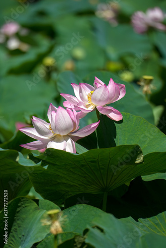 Obraz na płótnie 薄紫の美しい蓮の花。晴れた日の明るい日中に屋外の池で撮影