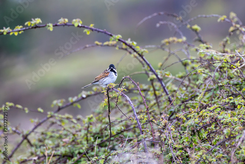 Photography Adult male reed bunting on a bramble